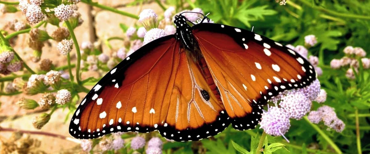 I took this last year at Lady Bird Johnson Wild Flower Center. These things are so flighty (no pun intended). They never stay in one place too long. You can also get pics of lots of caterpillars! They also have great cacti to take shots of. The macro of those are amazing! In January LBJ Wildflower Center is open for free on the weekends, normally there is a small fee to get in. They have a gift shop, a cafe and events! Always another great place to visit when in Austin!
Taken with iPhone 5 and edited with Aperture.