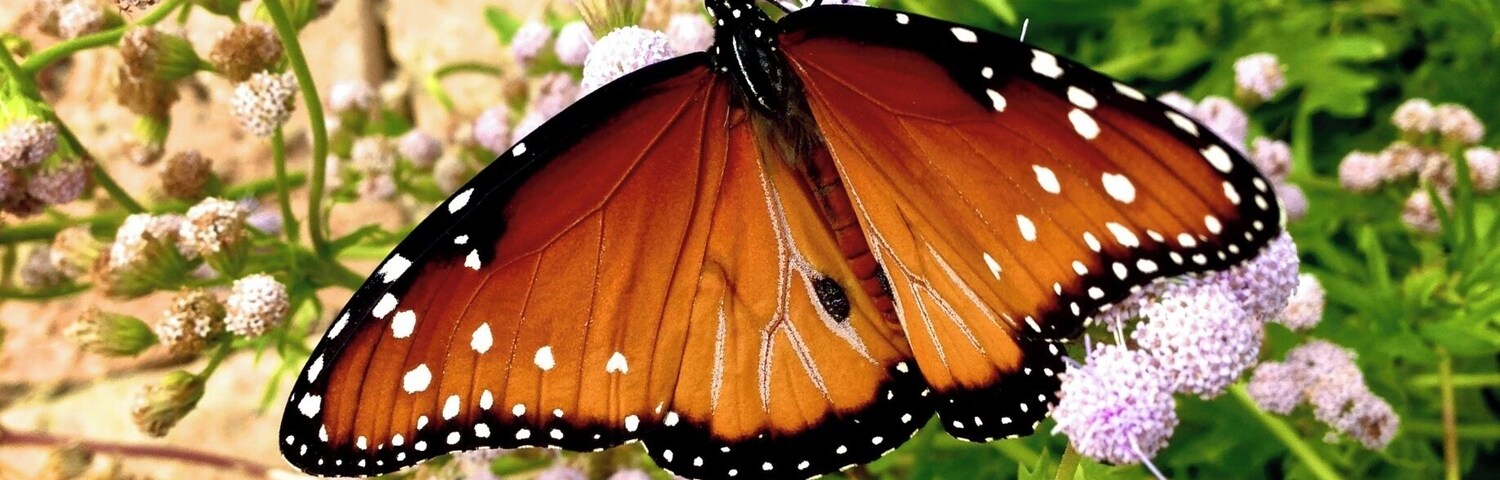 I took this last year at Lady Bird Johnson Wild Flower Center. These things are so flighty (no pun intended). They never stay in one place too long. You can also get pics of lots of caterpillars! They also have great cacti to take shots of. The macro of those are amazing! In January LBJ Wildflower Center is open for free on the weekends, normally there is a small fee to get in. They have a gift shop, a cafe and events! Always another great place to visit when in Austin!
Taken with iPhone 5 and edited with Aperture.