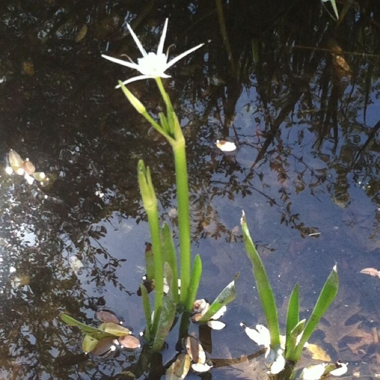 Beautiful butterfly garden, trails, and a vast variety of native plants.