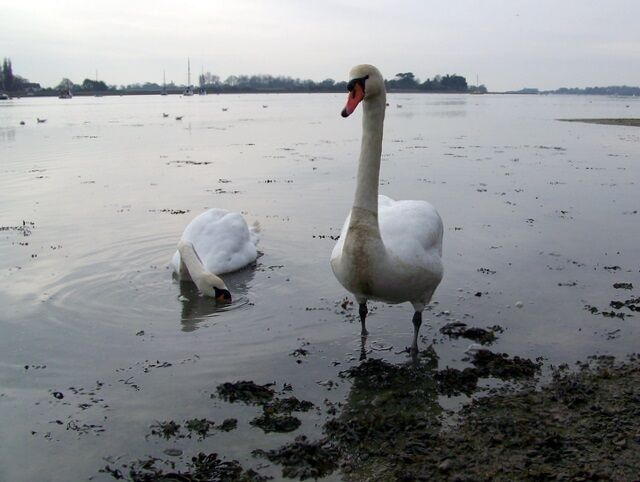 Dos cisnes en una masa de agua congelada con vegetación escasa y árboles distantes.