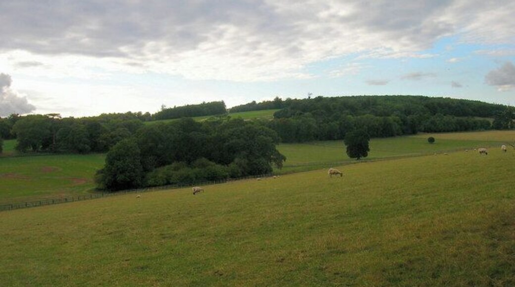 Goodwood Park. Taken from New Barn Hill. This part of the park is to the north east of Goodwood House.