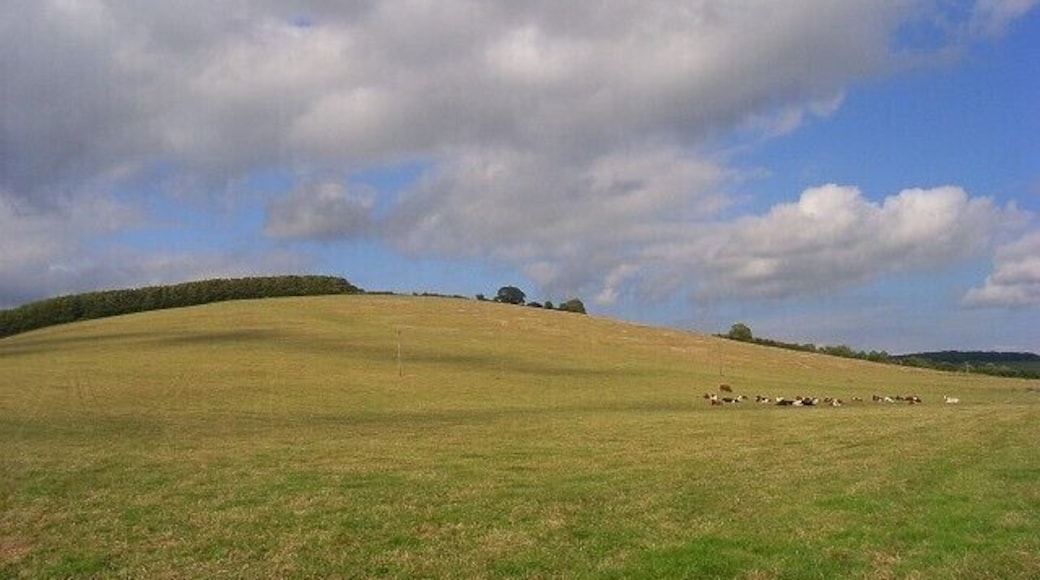 Downland, Charlton Cattle graze on the slopes of Green Hill, viewed from the roadside just east of the village.