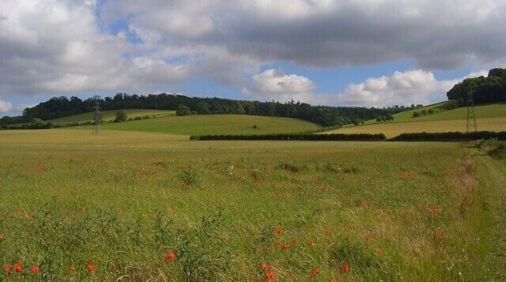Farmland, Charlton A crop of oil-seed rape beneath the downs just to the east of the village.