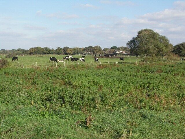 Grazing Cattle near Burton These fields, flank the eastern edge of the River Avon. As water meadows, they remain open and undeveloped (at present).