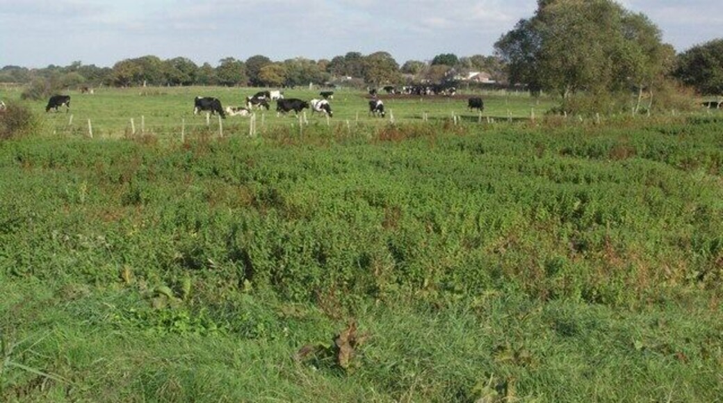 Grazing Cattle near Burton These fields, flank the eastern edge of the River Avon. As water meadows, they remain open and undeveloped (at present).