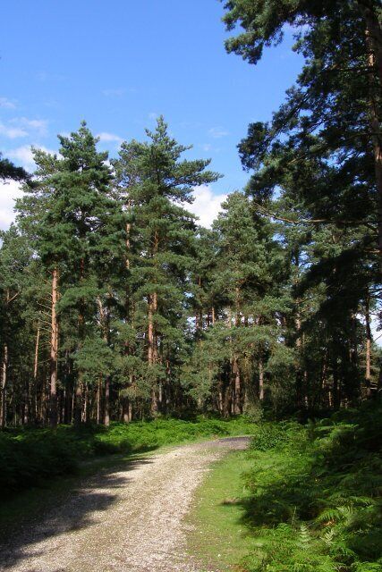 Track and trees in Ramsdown Plantation A typical scene within the northern part of the Ramsdown Plantation. Turning right at the junction leads down to Brickfield Cottage and the bridleway.