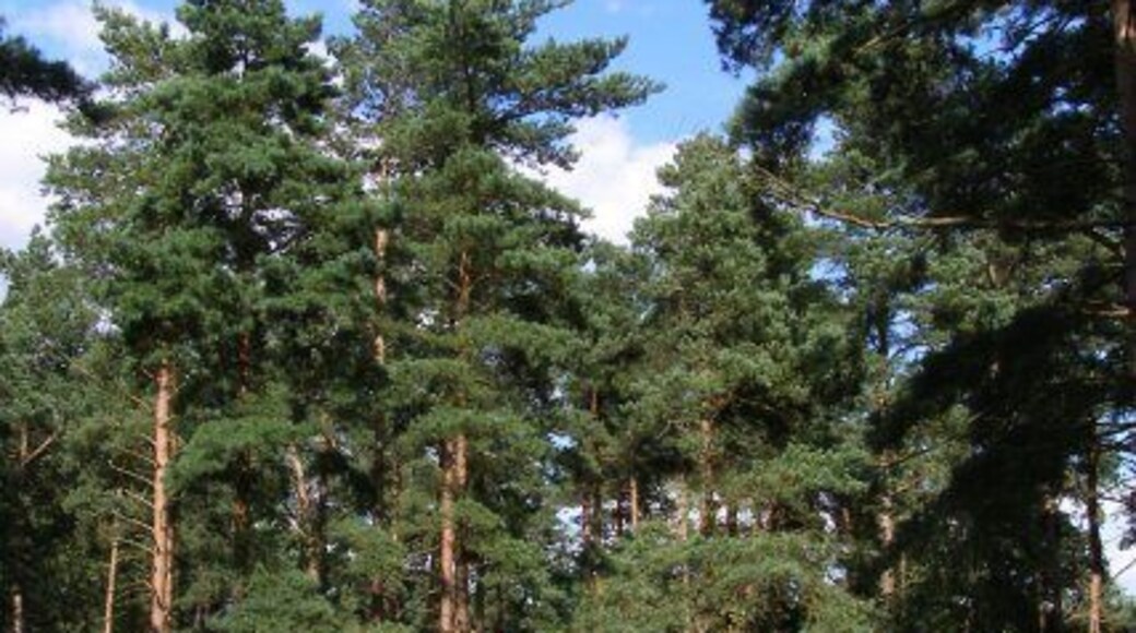 Track and trees in Ramsdown Plantation A typical scene within the northern part of the Ramsdown Plantation. Turning right at the junction leads down to Brickfield Cottage and the bridleway.