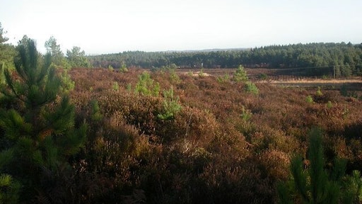 Sopley Common An area of dry & boggy heathland managed by Dorset Wildlife Trust.http://www.dorsetwildlife.co.uk/sopley_common_reserve Seen here from the top of the ridge, looking across to the A338 which bisects the common, with traffic glinting in the distance.