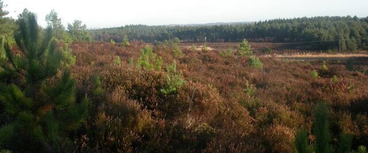 A landscape with a dense forest in the background and a foreground of brown shrubs.
