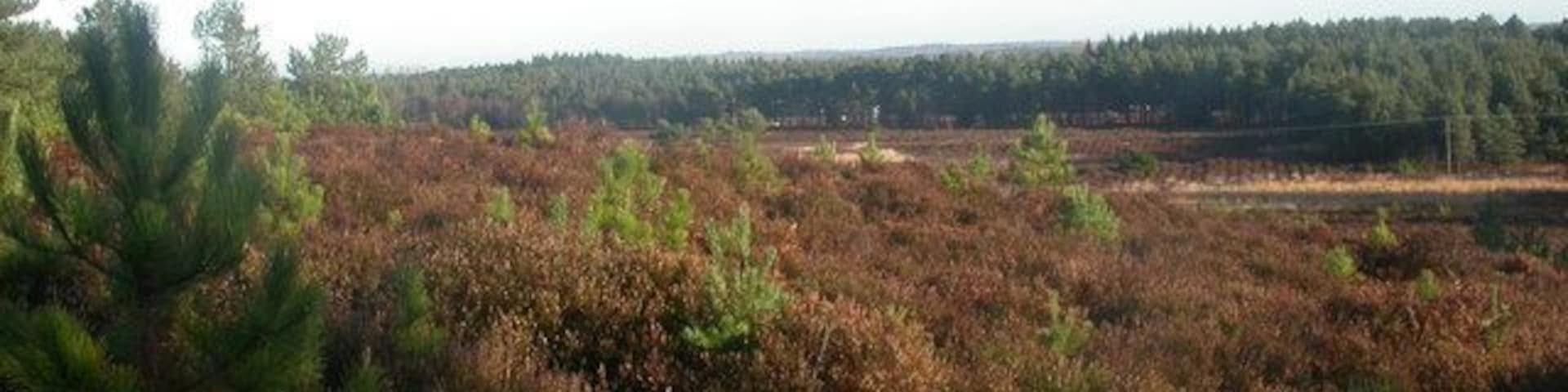 A landscape with a dense forest in the background and a foreground of brown shrubs.
