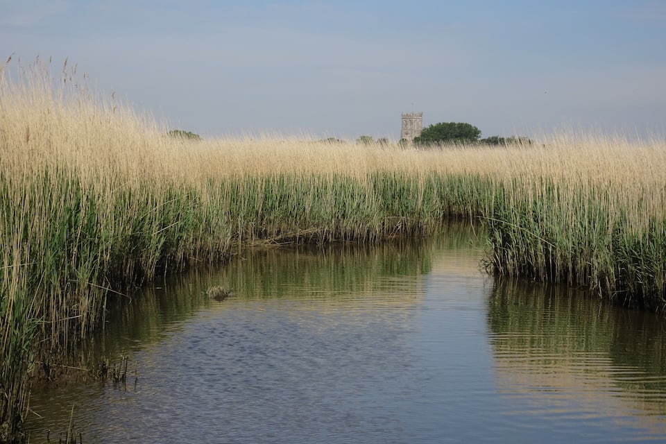 Una masa de agua tranquila bordeada por altas hierbas y una torre a lo lejos.