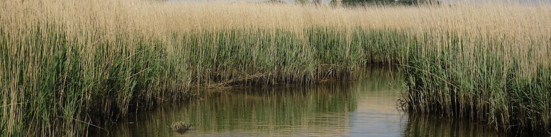 Lovely waking around Chichester and Mudeford
