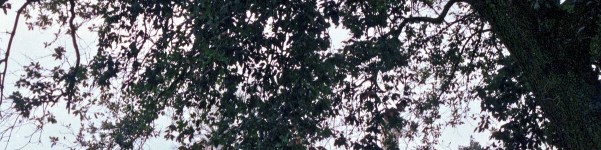 1992 Spring photograph from the gardens at the south of Barnsley House, at the time Rosemary Verey was in residence and directly caring for the garden. Processing: SLR camera Kodak Gold ASA 200-2 film negative scanned with an Epson Perfection V800 using SilverFast 8 scan program, and optimized, cropped and spun with DxO OpticsPro 10 Elite and Adobe Photoshop CS2.