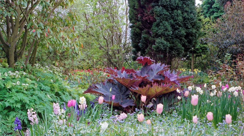 1992 Spring photograph of flowering bulbs, ornamental red rhubarb, and trees in borders at Barnsley House, at the time Rosemary Verey was in residence and directly caring for the garden. Processing: SLR camera Kodak Gold ASA 200-2 film negative scanned with an Epson Perfection V800 using SilverFast 8 scan program, and optimized, cropped and spun with DxO OpticsPro 10 Elite and Adobe Photoshop CS2.