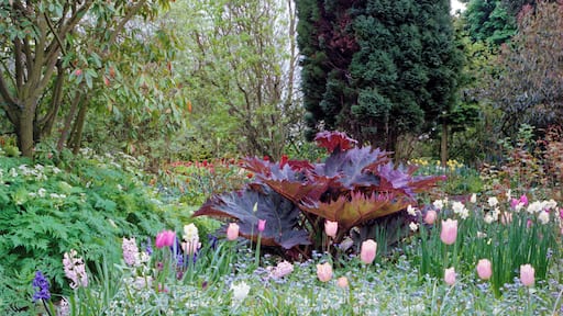 1992 Spring photograph of flowering bulbs, ornamental red rhubarb, and trees in borders at Barnsley House, at the time Rosemary Verey was in residence and directly caring for the garden. Processing: SLR camera Kodak Gold ASA 200-2 film negative scanned with an Epson Perfection V800 using SilverFast 8 scan program, and optimized, cropped and spun with DxO OpticsPro 10 Elite and Adobe Photoshop CS2.