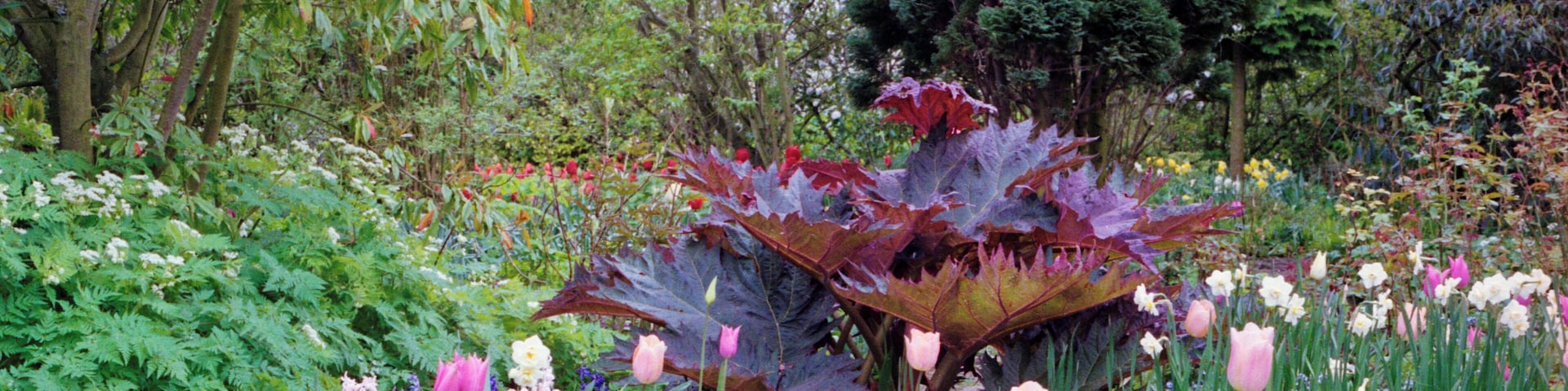 1992 Spring photograph of flowering bulbs, ornamental red rhubarb, and trees in borders at Barnsley House, at the time Rosemary Verey was in residence and directly caring for the garden. Processing: SLR camera Kodak Gold ASA 200-2 film negative scanned with an Epson Perfection V800 using SilverFast 8 scan program, and optimized, cropped and spun with DxO OpticsPro 10 Elite and Adobe Photoshop CS2.