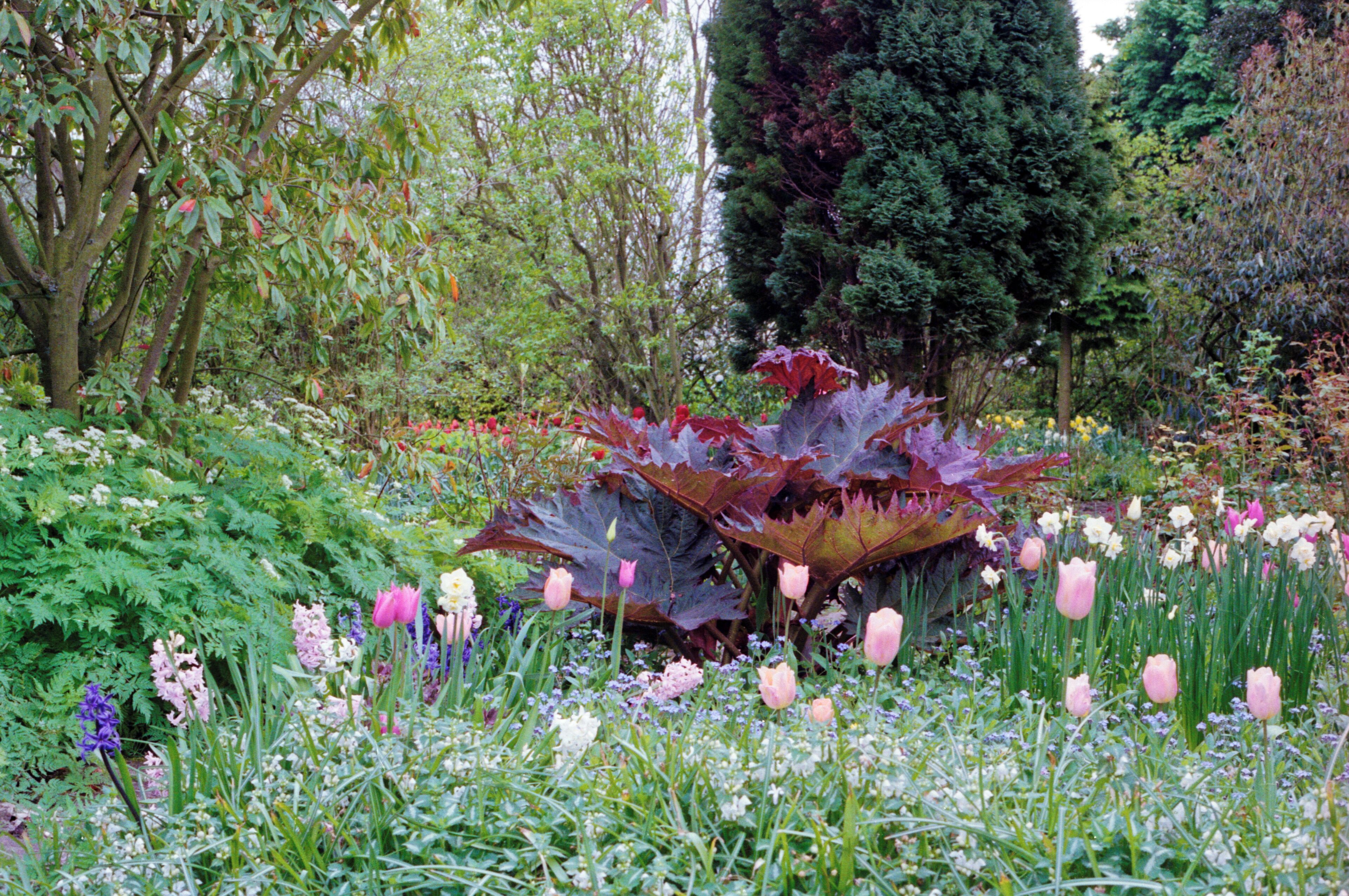 A garden with various flowers, including pink tulips and purple foliage.