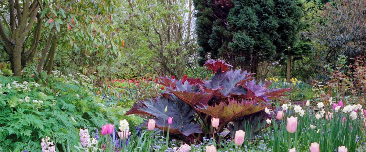 A garden with various flowers, including pink tulips and purple foliage.