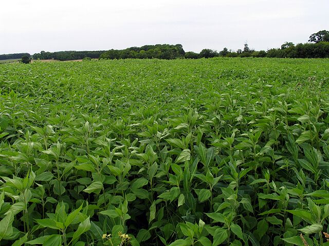 Crop at Manor Farm: Coln St Aldwyns. The crop is in the centre of the western half of the square.