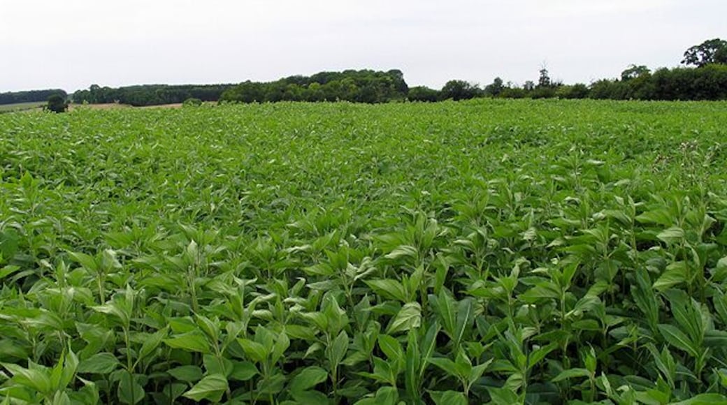Crop at Manor Farm: Coln St Aldwyns. The crop is in the centre of the western half of the square.