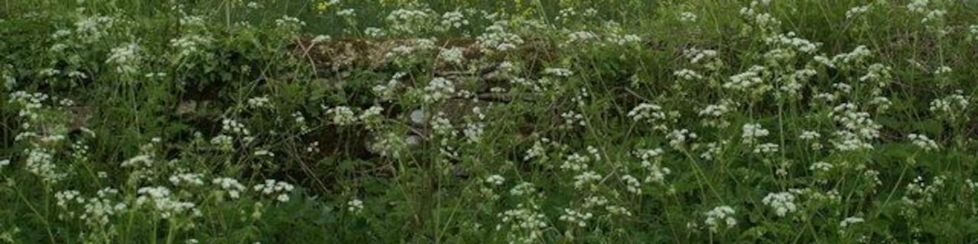 Rape Field. by the C road from the A433 to Smerrill Farm