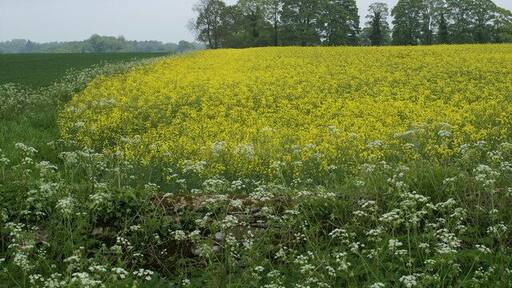 Rape Field. by the C road from the A433 to Smerrill Farm