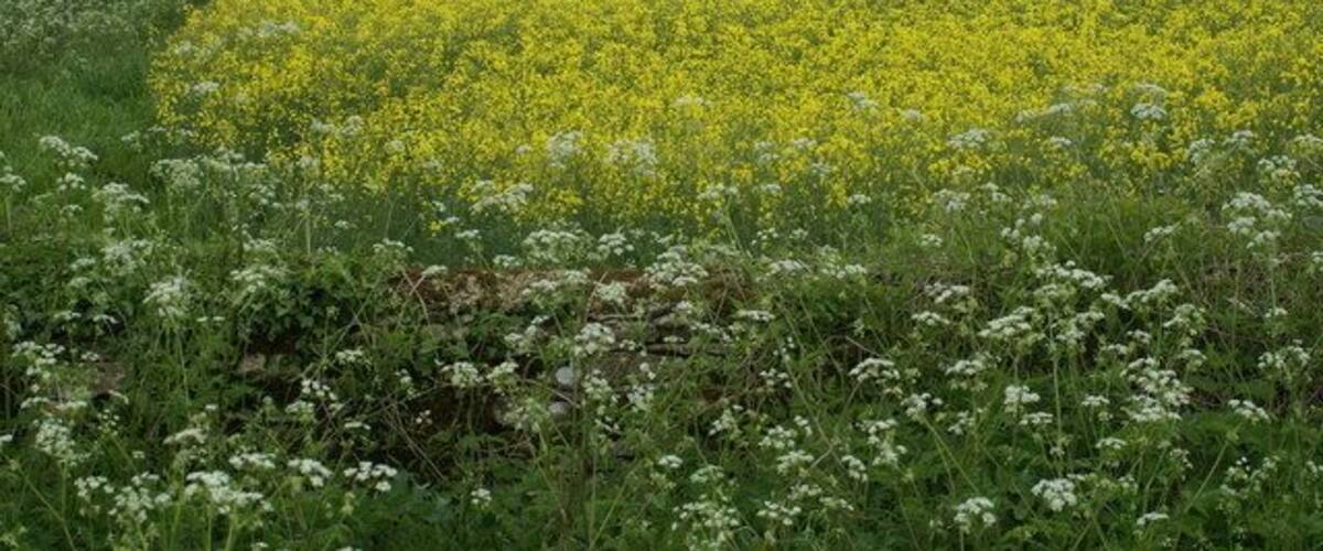 A field of yellow flowers with white flowers in the foreground and trees in the background.