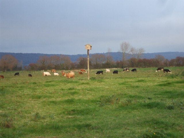 Cattle, Nailsea Moor And is that some sort of nesting-box on the pole?