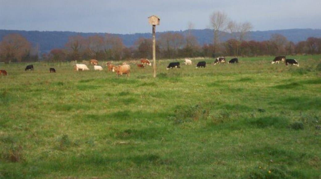 Cattle, Nailsea Moor And is that some sort of nesting-box on the pole?