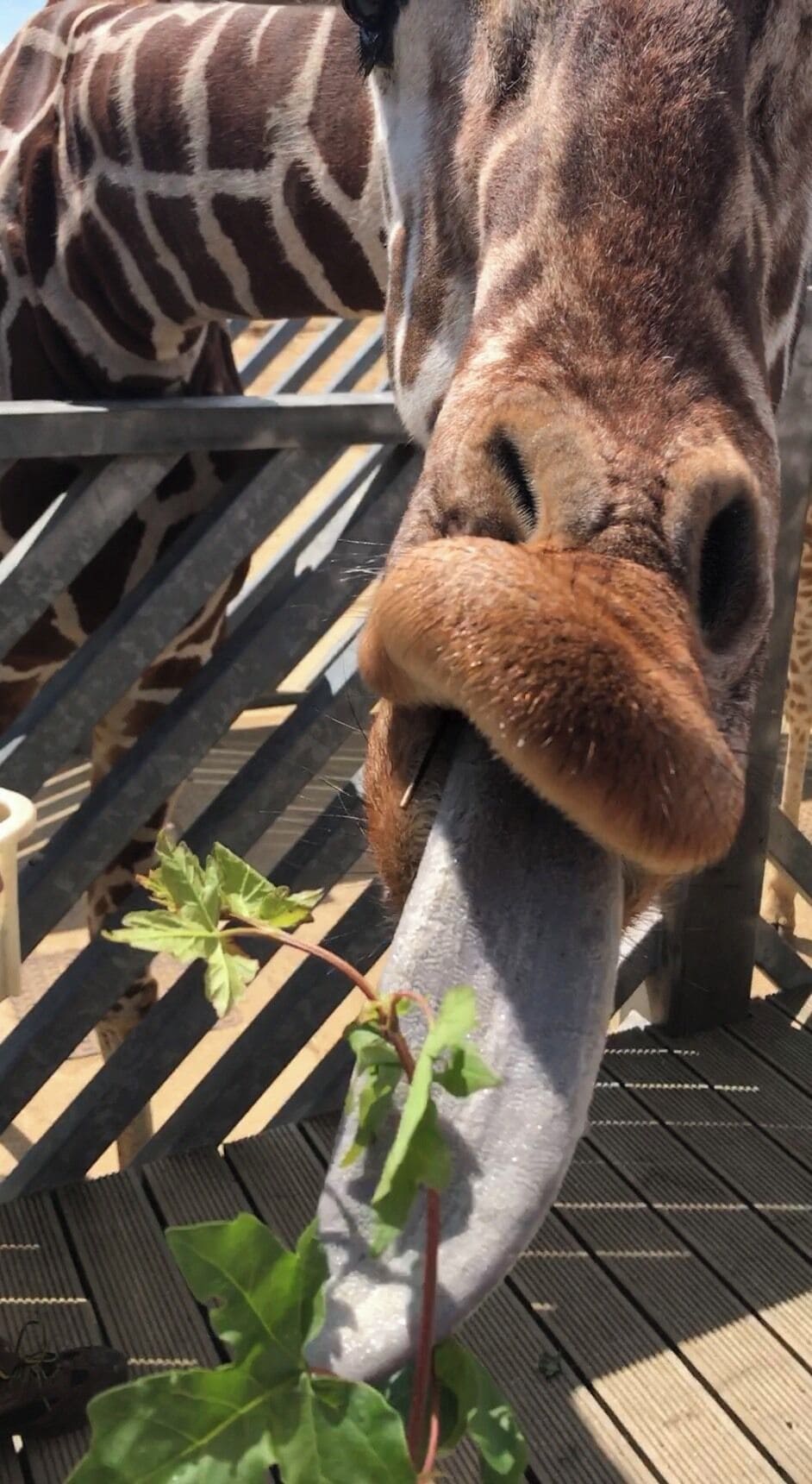 Feeding time at the zoo for the giraffe 🦒