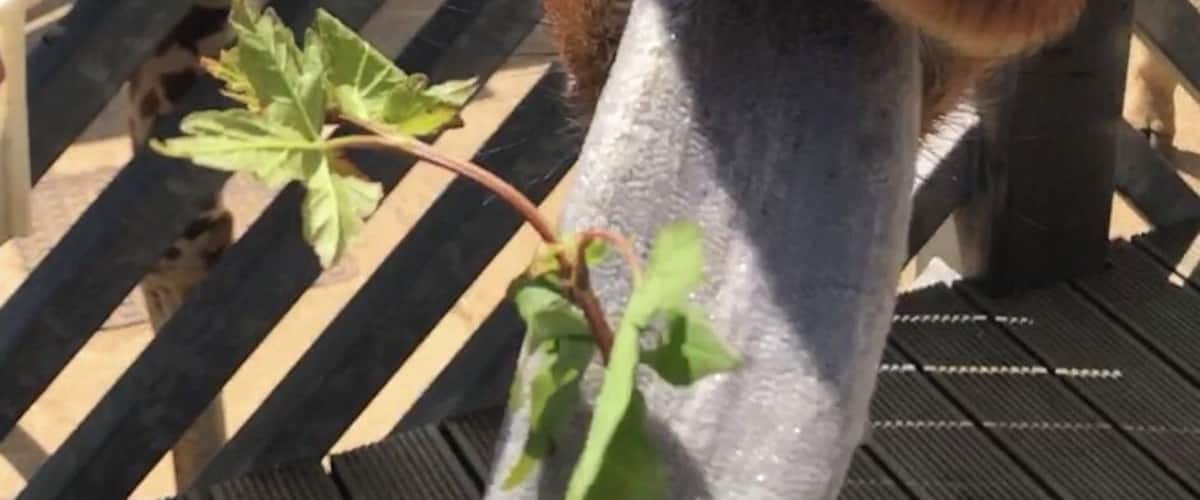 Feeding time at the zoo for the giraffe 🦒