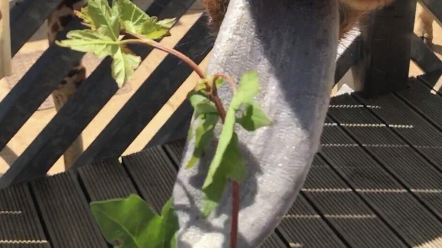 Feeding time at the zoo for the giraffe 🦒