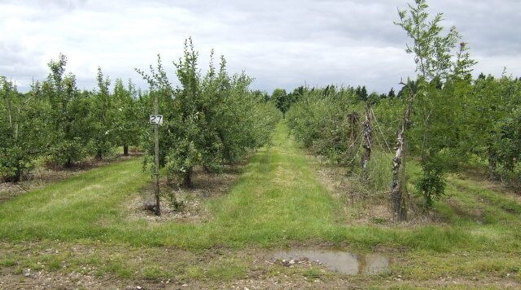 Apple orchards at Leavenheath We are not far from the manufacturers of Copella fruit juices here.
