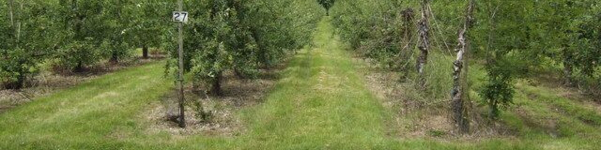 Apple orchards at Leavenheath We are not far from the manufacturers of Copella fruit juices here.