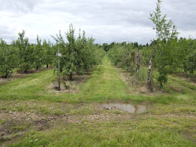 A vineyard with rows of grapevines and a muddy path.