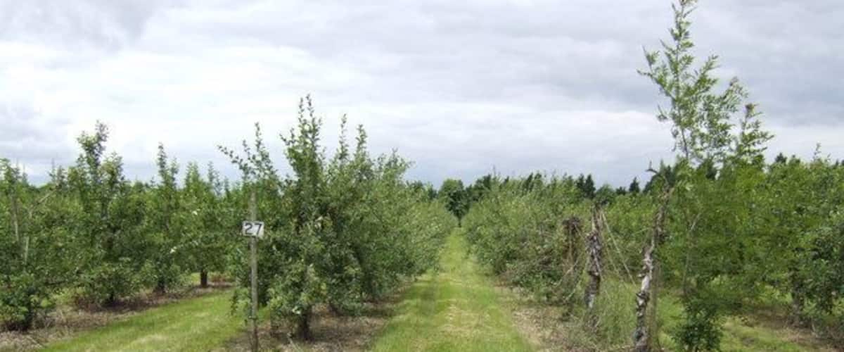 A vineyard with rows of grapevines and a muddy path.