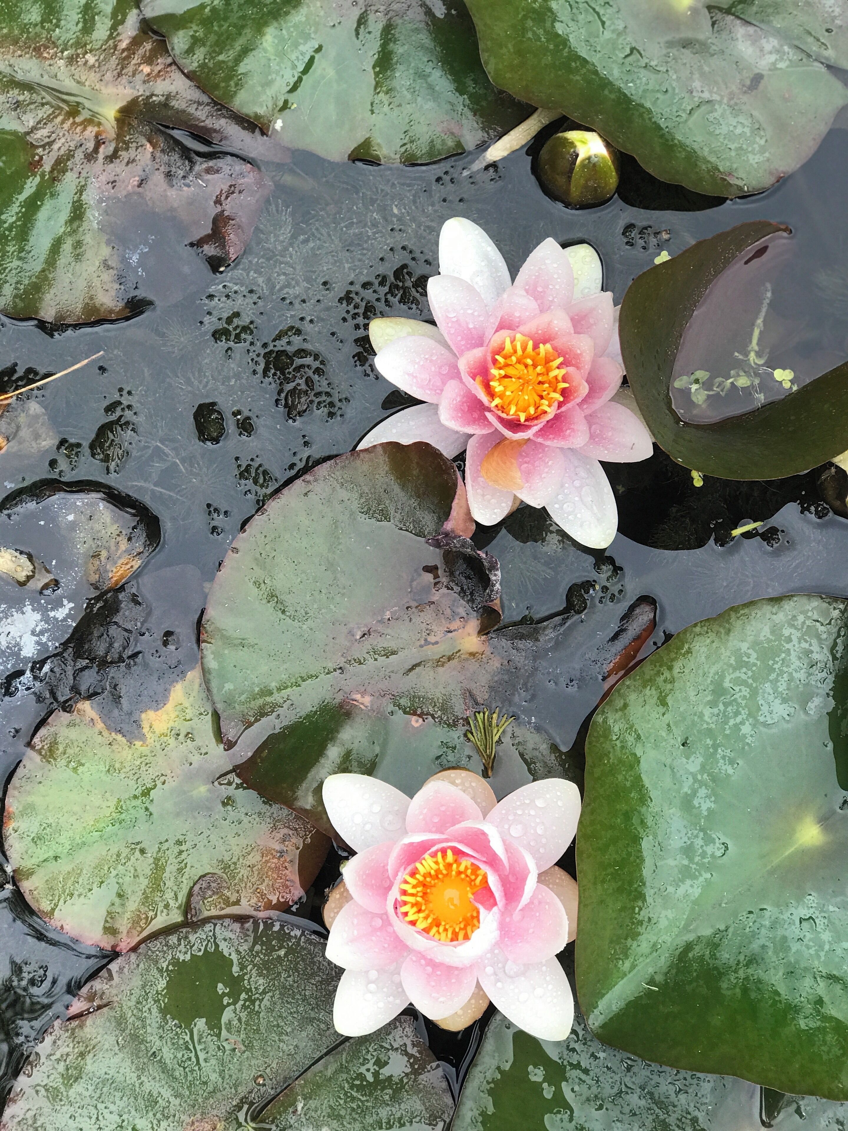Lily pads in bloom