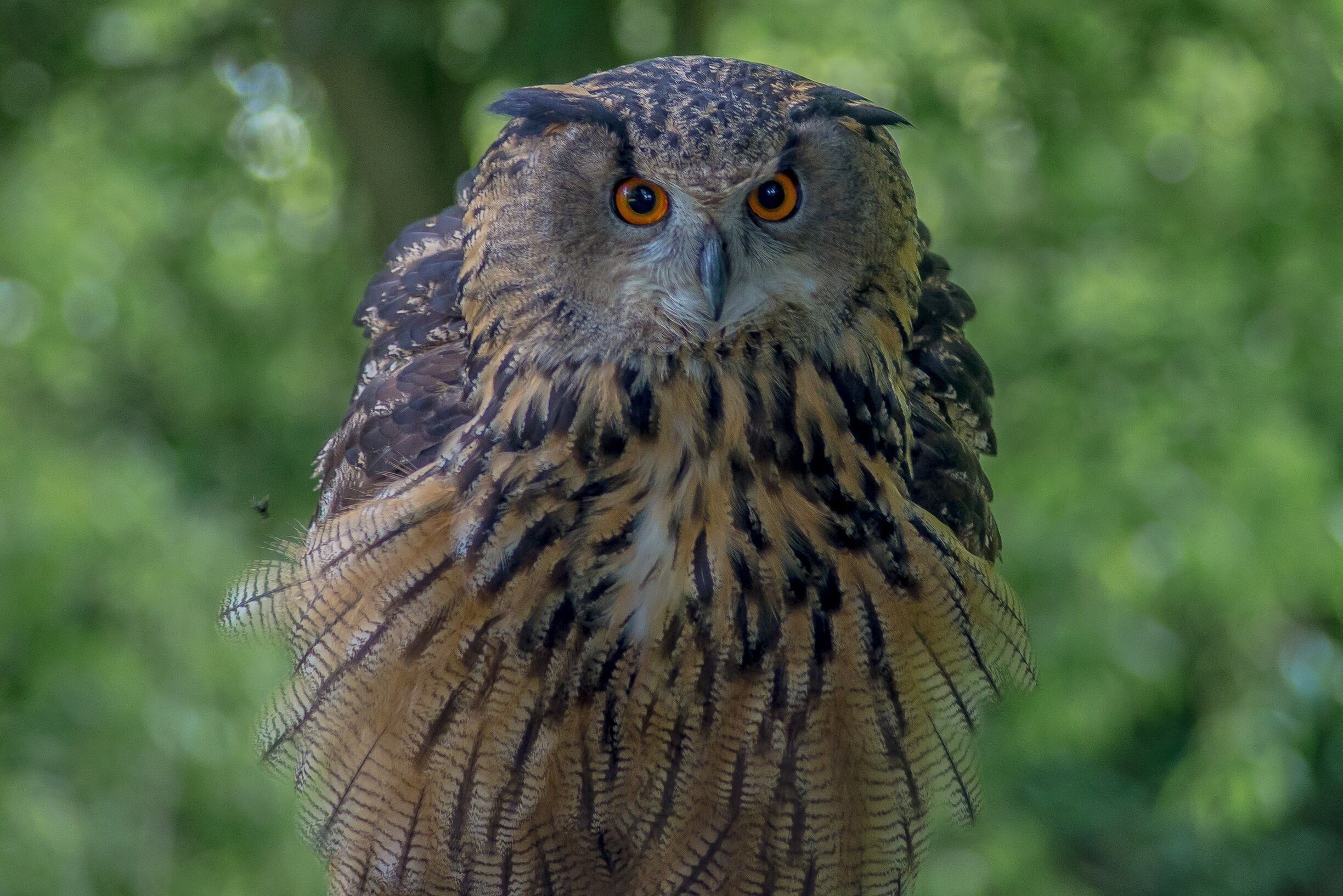 Falconry is the art of hunting with raptors, an ancient practice and one of mankind's oldest alliances with the animal kingdom; one that, even today, satisfies our desires to regain our lost oneness with nature. Falconry is not a hobby but a way of life that involves continuous learning, problem solving, hard work and dedication; although deeply satisfying is also highly demanding. 

Visit Eden Falconry to open the window to the natural world of birds of prey.
Experience the sight and sounds of their birds as you learn how they develop and survive in the wild proving they are the true masters of the sky.

Eden Falconry is family run business that offers a wide range of opportunities to experience our birds, all of which are informative, fun and educational.

#Wildlife #owl #britain #uk

