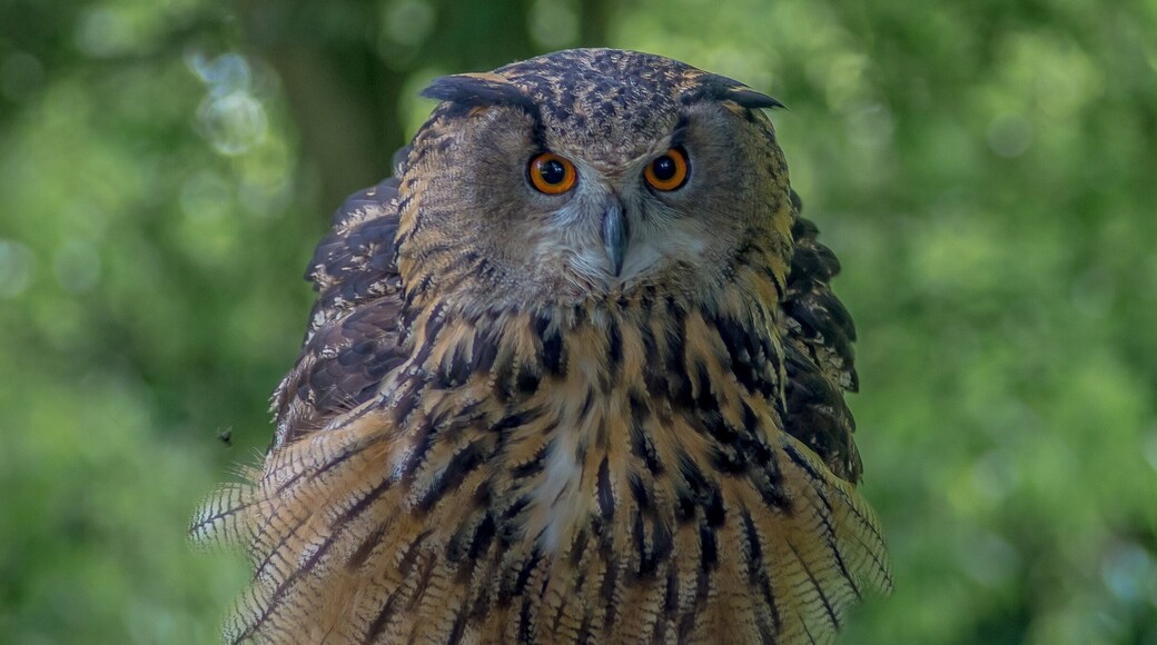 Falconry is the art of hunting with raptors, an ancient practice and one of mankind's oldest alliances with the animal kingdom; one that, even today, satisfies our desires to regain our lost oneness with nature. Falconry is not a hobby but a way of life that involves continuous learning, problem solving, hard work and dedication; although deeply satisfying is also highly demanding.
Visit Eden Falconry to open the window to the natural world of birds of prey.
Experience the sight and sounds of their birds as you learn how they develop and survive in the wild proving they are the true masters of the sky.
Eden Falconry is family run business that offers a wide range of opportunities to experience our birds, all of which are informative, fun and educational.
#Wildlife #owl #britain #uk