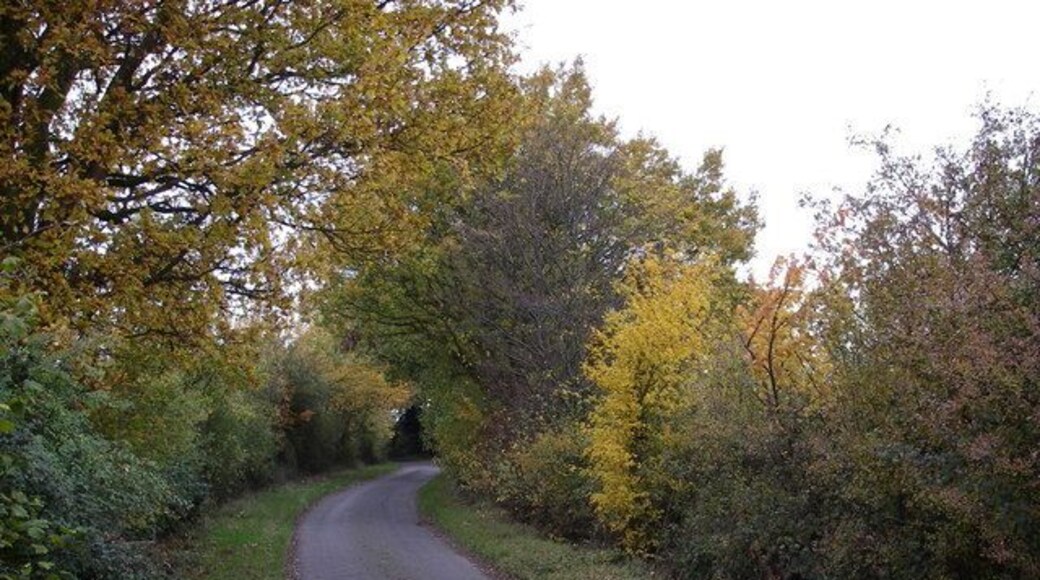 Ancient hedge - Nightingale Hall lane. A fine multi - species hedge including small leaved lime, suggesting that it may be the remnant of an ancient wood.