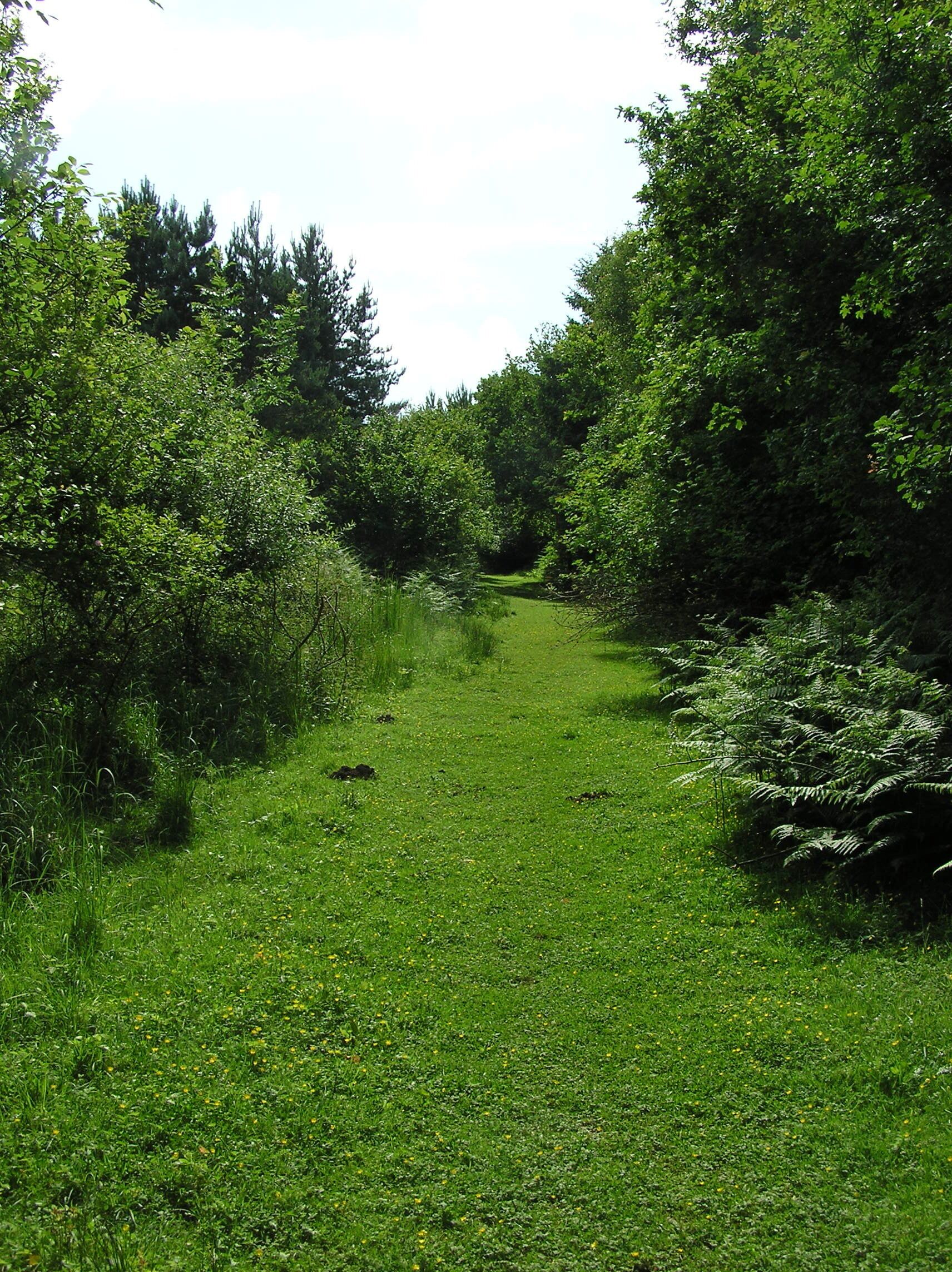 Shady grass ride in a hot day in the woods - June 09