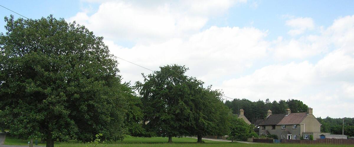 A grassy field with large trees and a house in the background.