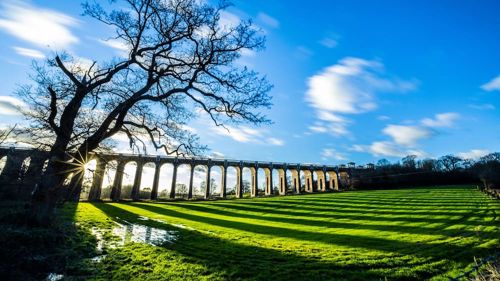 A large tree with bare branches, a grassy field, and a stone bridge in the background.