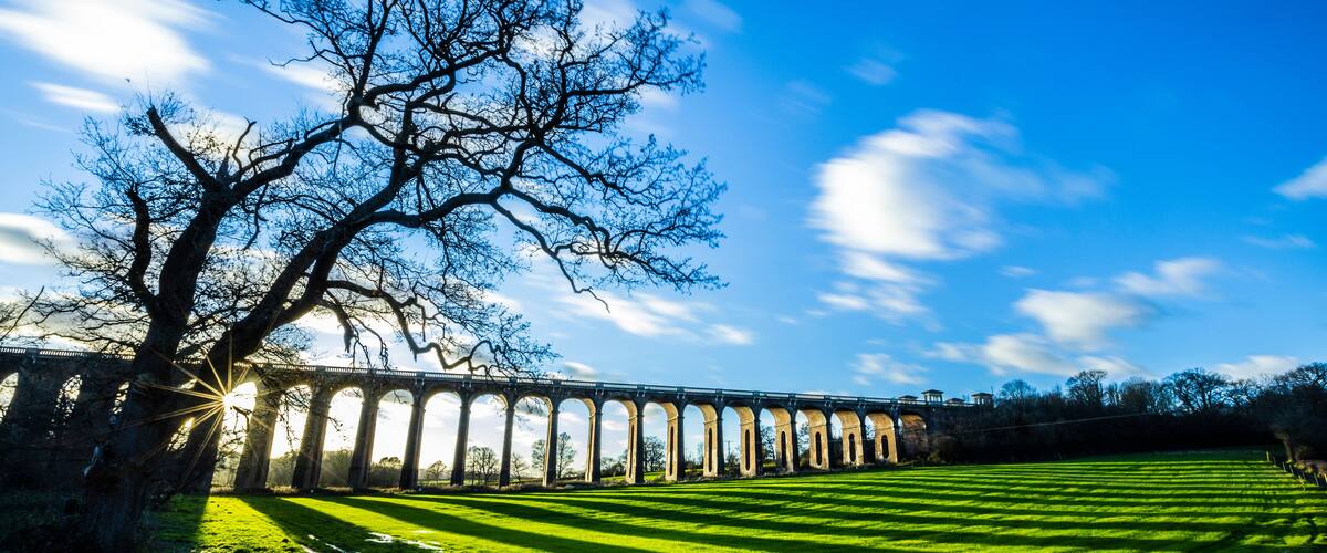 A large tree with bare branches, a grassy field, and a stone bridge in the background.