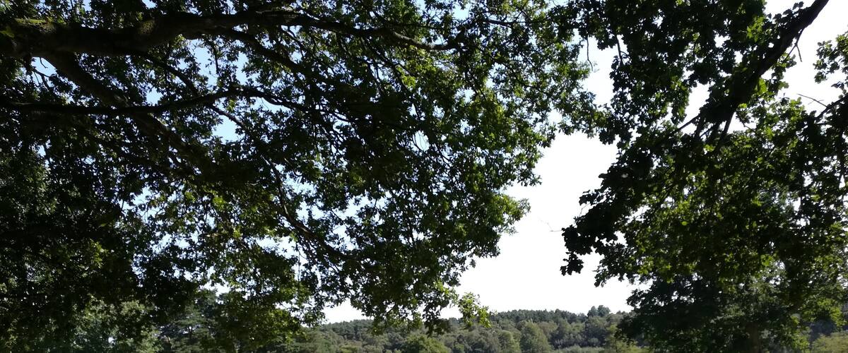 Beautiful park, perfect for picnics with family & friends!