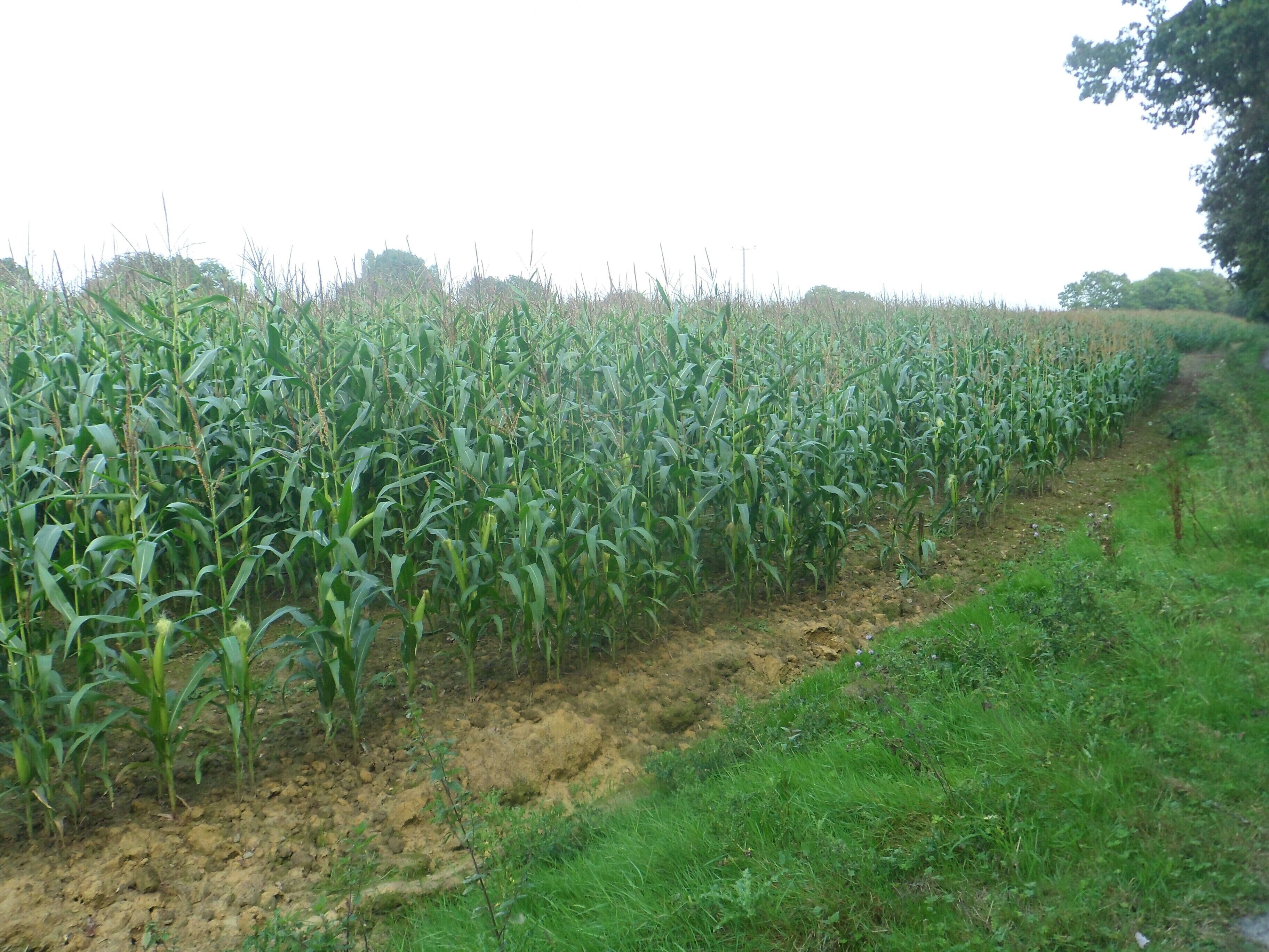 One of a series of photos chronicling the development of Crawley New Town's 14th residential neighbourhood, Forge Wood. This northeastward view shows a cornfield on the north side of the public footpath leading from Balcombe Road (opposite the Steers Lane junction) past Toovies Farm, across the M23 and eventually to Copthorne. This land will be developed with housing as part of Phase 4 of the Forge Wood neighbourhood.