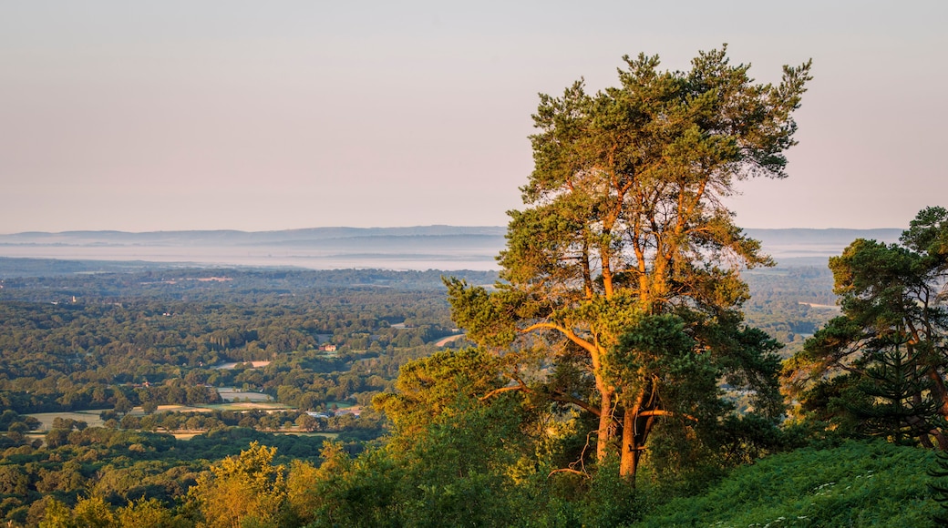 View south west from the top of Leith Hill on the Surrey Hills just after July sunrise south east England