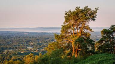 View south west from the top of Leith Hill on the Surrey Hills just after July sunrise south east England