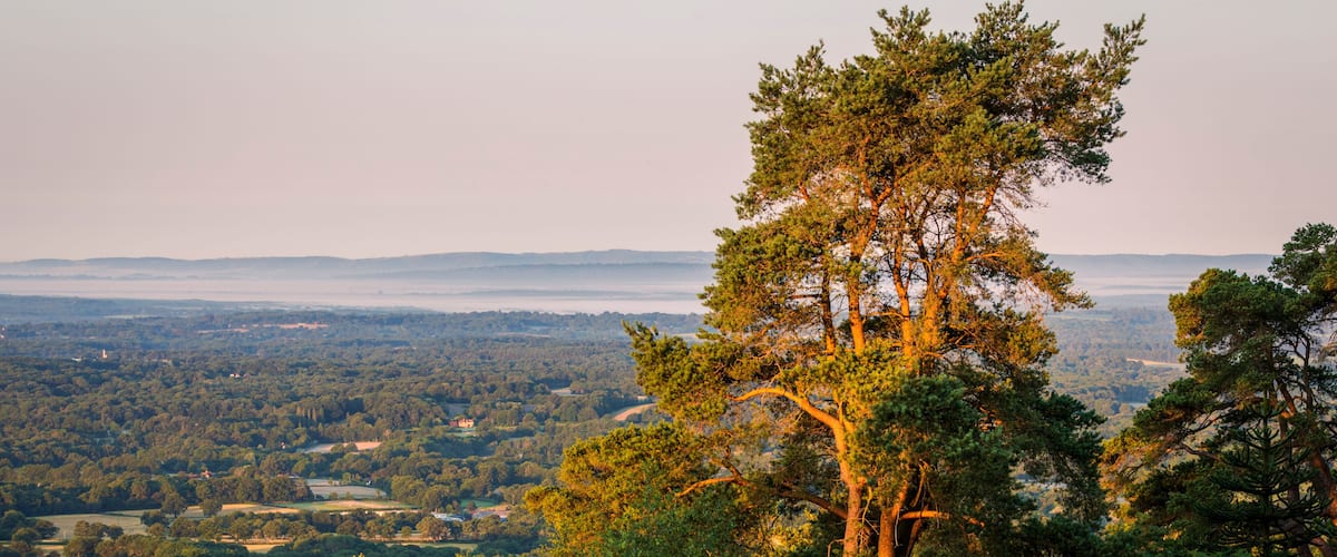 View south west from the top of Leith Hill on the Surrey Hills just after July sunrise south east England