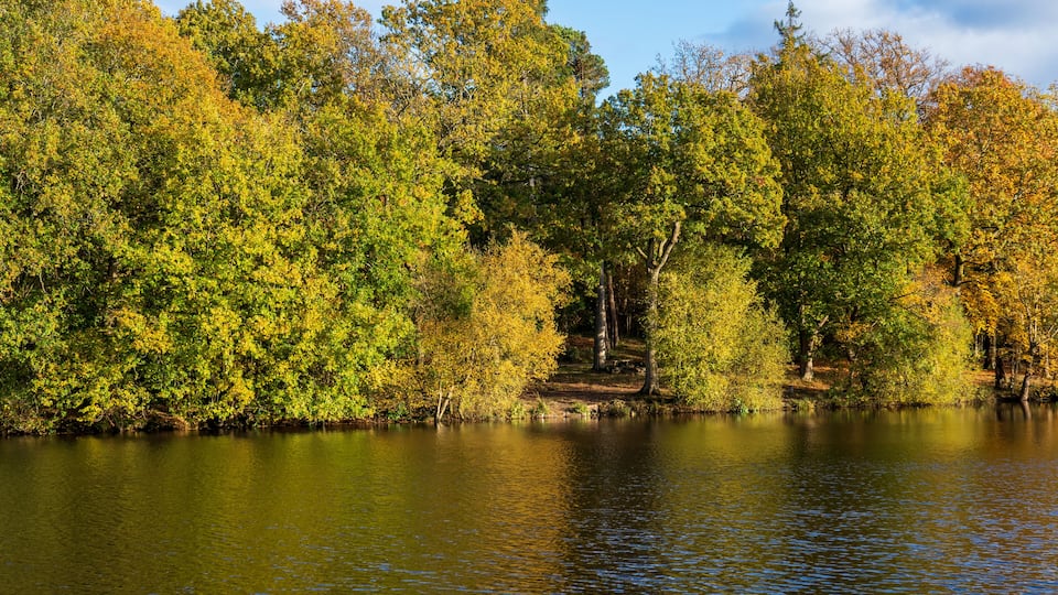 Autumn reflections in the pond. Buchan Country Park in Crawley, England.